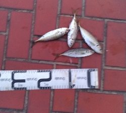 なぎさ公園アジ釣れてます！