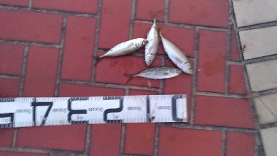 なぎさ公園アジ釣れてます！