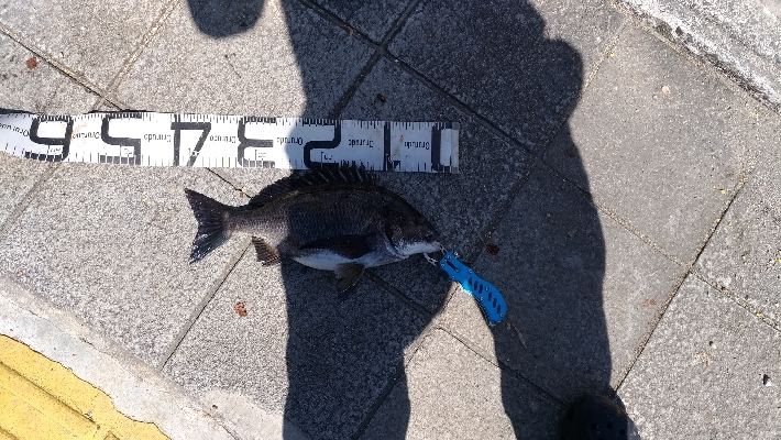 4/25釣果尺アジ結構釣れました！チヌガシラサバフグ