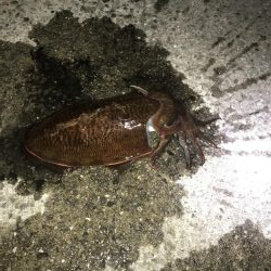 コウイカ釣行