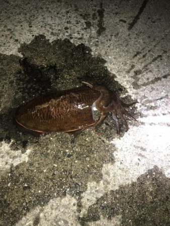 コウイカ釣行