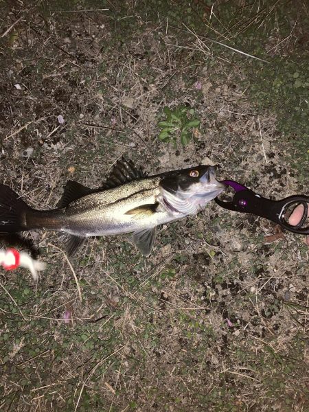 バタ抜け開幕!!