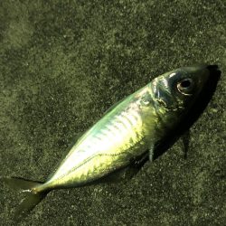 もっとアジが釣りたい