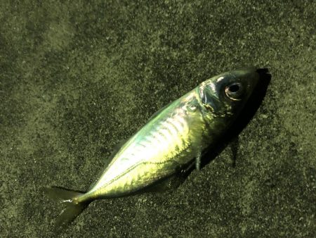 もっとアジが釣りたい