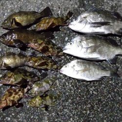 今日は活性が低かった気がする