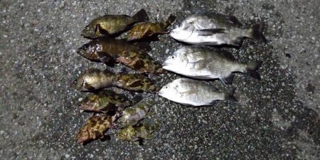 今日は活性が低かった気がする