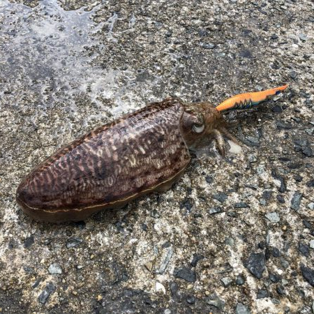 アオリイカを求めて？コウイカ連発！？