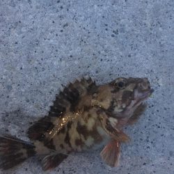 スーパームーン下にて