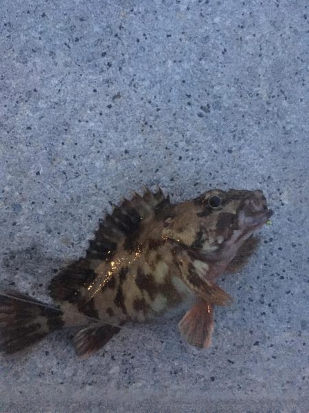 スーパームーン下にて