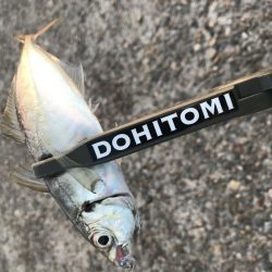 連日調査アジング