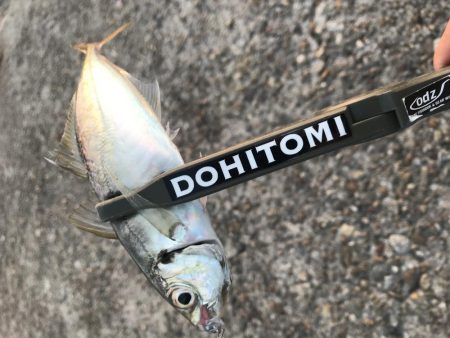 連日調査アジング