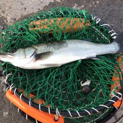 砂揚げでエビ撒き！