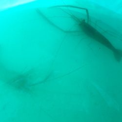 荒川でテナガエビ釣り