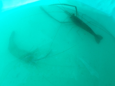 荒川でテナガエビ釣り