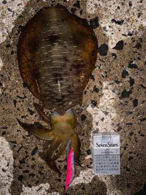 春イカシーズン