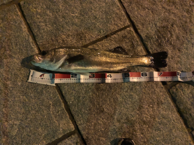 リバーシーバス釣行