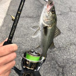 メタルジグでシーバス