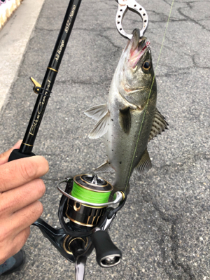 メタルジグでシーバス