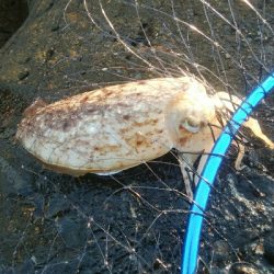 甲イカ、アイナメ　釣果！