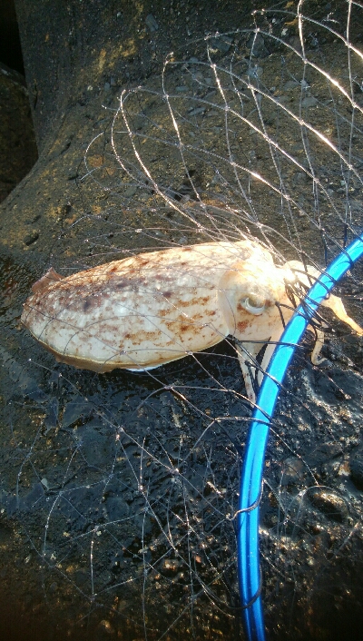 甲イカ、アイナメ　釣果！