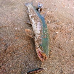 恐らく住んでいる地域最速でのキャッチ