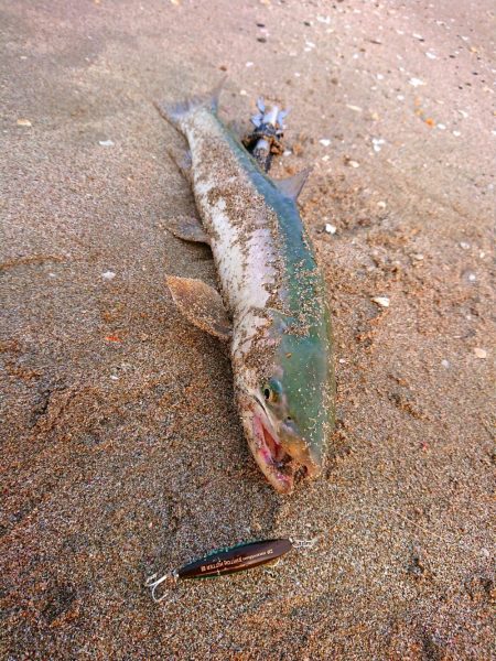 恐らく住んでいる地域最速でのキャッチ