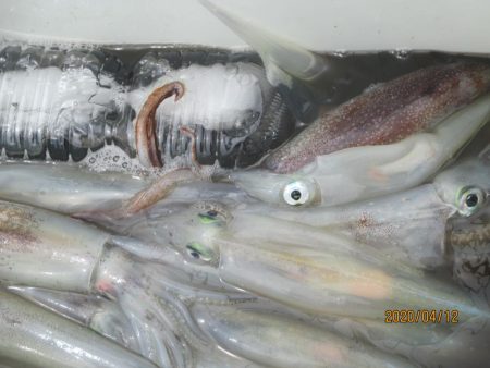 ヤリイカ　スルメイカ　30～70杯　好釣(…