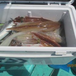 大中ヤリイカ30杯　