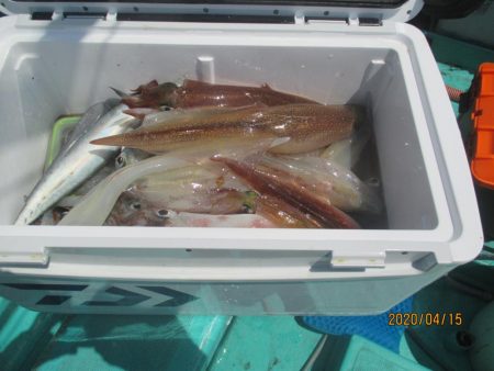 大中ヤリイカ30杯　