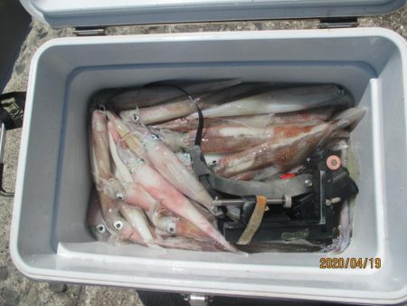 ヤリイカ40～110杯　好釣(^_-)-☆…