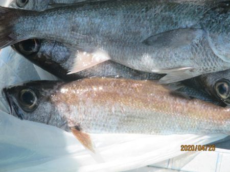 黒ムツ　ヤリイカ　釣れたよ(^^)/