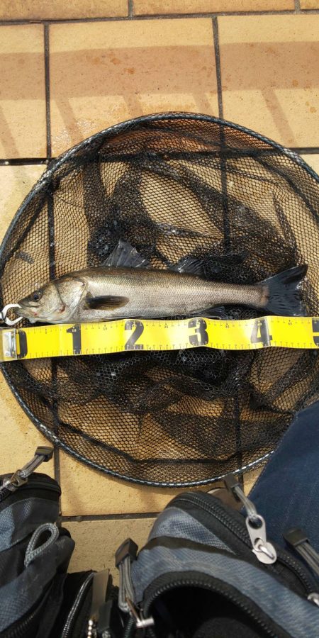 ちょっとだけ行ってきました　～さざなみ公園…