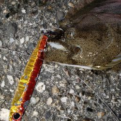 夕まずめでヒラメ