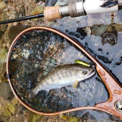 ヤマメちょいと！