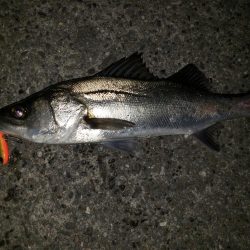 シーバス・リベンジ