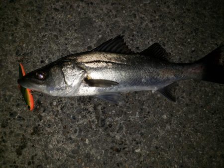 シーバス・リベンジ