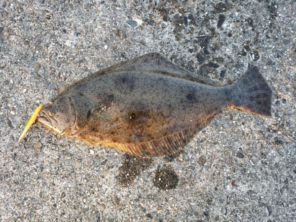 夕まずめでヒラメ