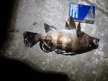 スーパームーンに釣行