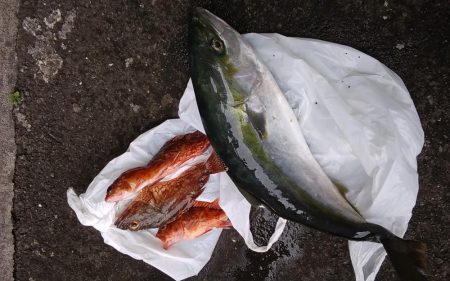 久し振りのウキ流し釣りとジギング、小型船で…