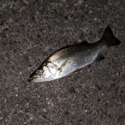 デカメバル、記録更新!