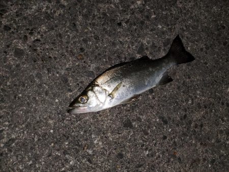 デカメバル、記録更新！