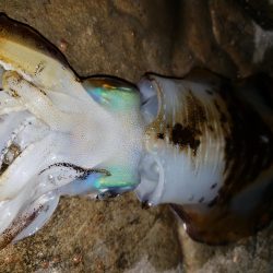 ナイトエギング