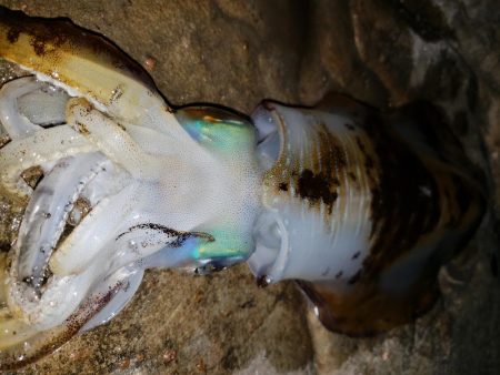 ナイトエギング