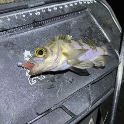 高砂メバリング(2020-8)