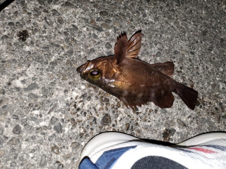 前回の大きさまではいかないが…