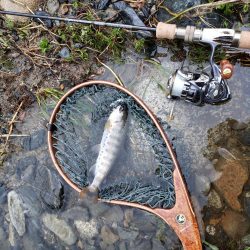 またまた、雨。でも止められません‼️