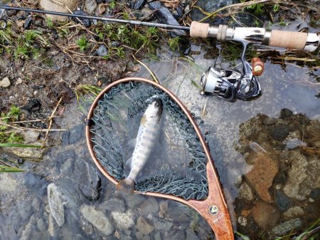 またまた、雨。でも止められません …