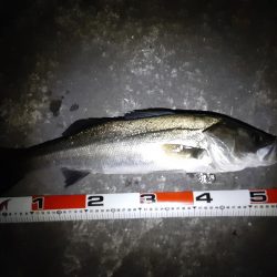 雨降り前にメバリング