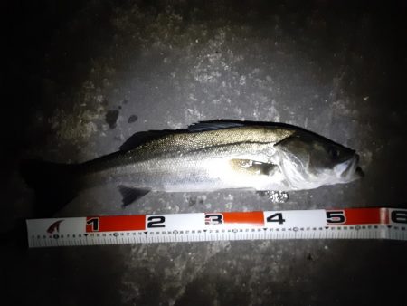 雨降り前にメバリング