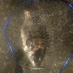 シーバス狙いでしたが…